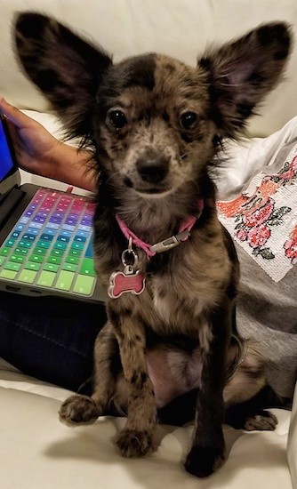 A merle colored little dog with large prick ears that stand up and out to the sides wearing a pink collar sitting down in front of a person on a laptop that has a colorful keyboard.