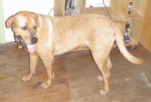 Side view of an extra large, thick bodied fawn dog with a big head, long tail, brown eyes and a black nose standing on a hardwood floor inside of a house
