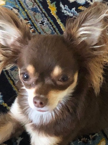 Close up head shot of a small, brown and tan dog with a wide forehead and very large prick ears with long fringe hair hanging from them laying down on a blue Oriental rug