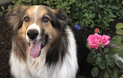 Close up head shot of a tricolor long haired dog with a very thick coat and brown eyes sitting down in a garden next to pink roses