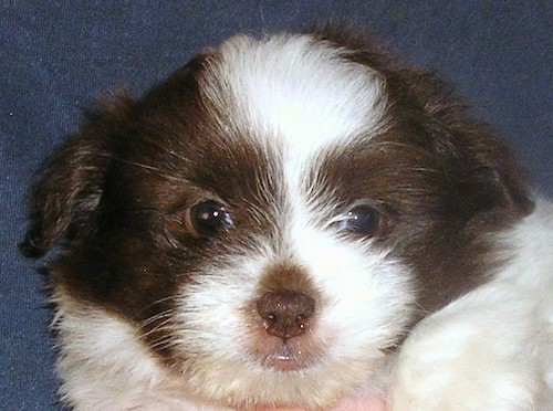 Close up head shot of a little brown and white puppy with a brown nose and dark eyes.