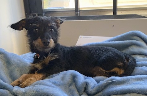 A shaggy, long-bodied, black and tan little dog with rose ears, dark brown eyes and a black nose laying down on a blue blanket in front of a window