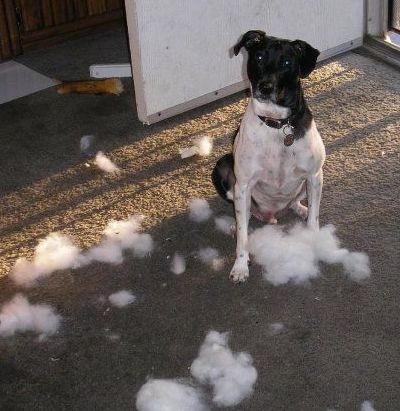 A short coated black and white dog with a wide chest and ears that fold to the front sitting down on a brown carpet surrounded by chewed up stuffing with a dog bone behind him.