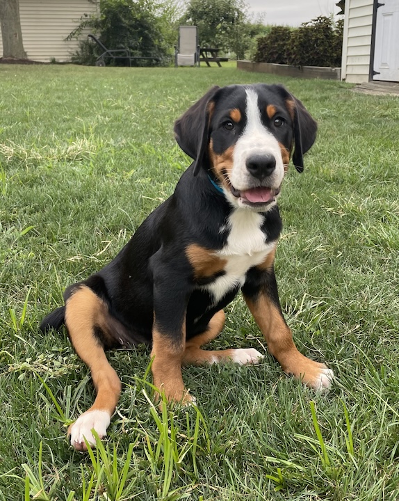 Briar, the greater swiss mountain dog puppy at 12 weeks old sitting in grass