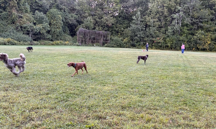 Yuki, the German Shorthaired Pointer, and Penny, the Vizsla, at the off leash dog park