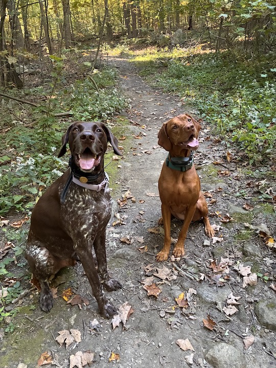 Yuki, the GSP, and Penny, the Vizsla off leash hiking
