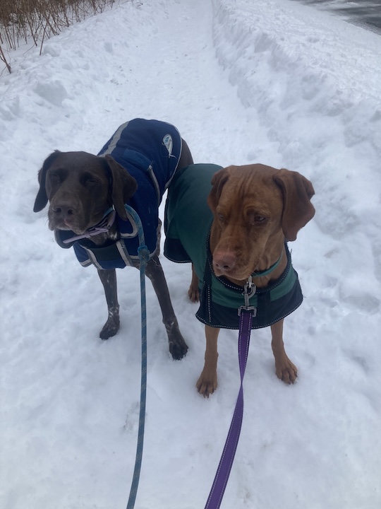 Yuki, the German Shorthaired Pointer, and Penny, the Vizsla, going for a walk in the snow