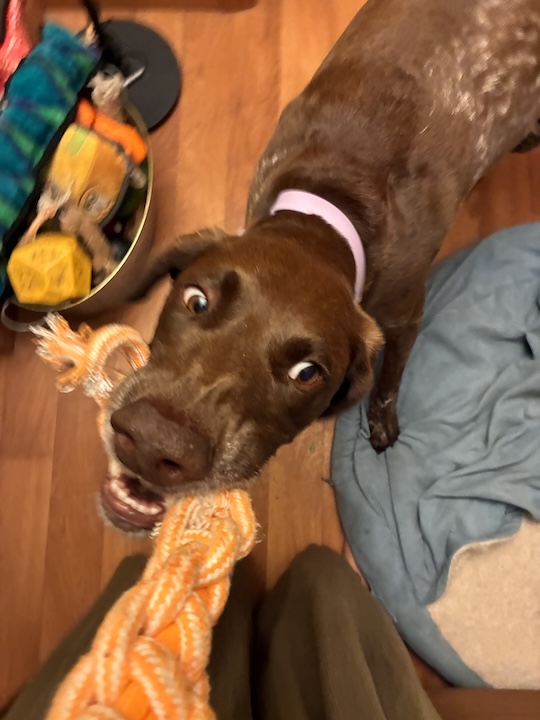 Yuki, the German Shorthaired Pointer, playing with rope toy