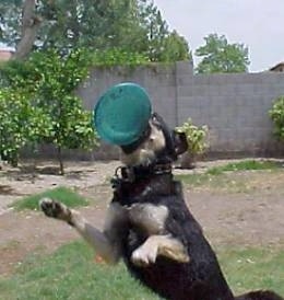 Buck the Shepherd/Husky/Rottie mix has his front end off the ground as he successfully catches the green frisbee in a yard