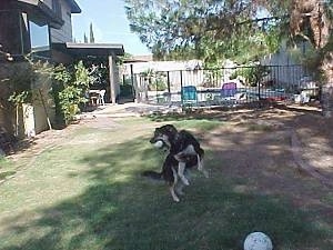 Buck the Shepherd/Husky/Rottie mix is landing from a jump with a ball in its mouth