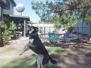 Buck the Shepherd/Husky/Rottie Mix is preparing to jump to catch a soccer ball