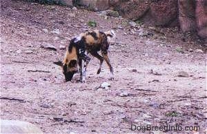 The front left side of an African Wild Dog that is sniffing the ground there is a tree behind it.
