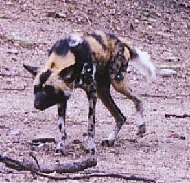 African Wild Dogs
