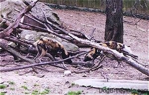 Two African Wild Dogs digging around fallen trees with small long tree in the background