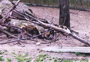 Two African Wild Dogs digging around fallen trees