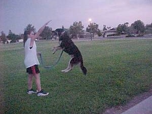 Buck the Shepherd/Husky/Rottie mix is a few feet off the ground jumping up at its owners hand
