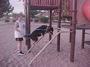 Buck the Shepherd/Husky/Rottie mix is climbing up a ladder to a playset at a playground with its owner