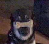 Close Up - Buck the Shepherd/Husky/Rottie mix is sitting on a carpet with a treat shaped like a bone on its snout