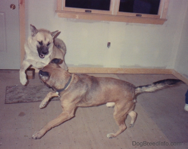 A tan with white and black Husky/Shepherd dog has all four paws off of the ground jumping at a brown with black Pit Bull Terrier.