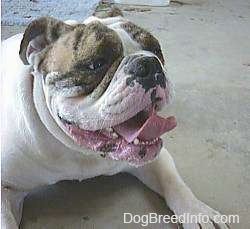 Close Up - Spike the Bulldog is laying down with its mouth open and tongue out