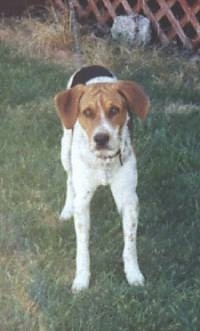 A white with brown and black American Foxhound is standing in front of a porch and it is looking forward.