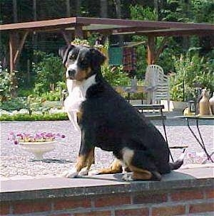 Xanti the Entlebucher Mountain Dog is sitting on a brick wall. There is a very nice rest area behind him wiht a Gazebo, table, flowers and trees