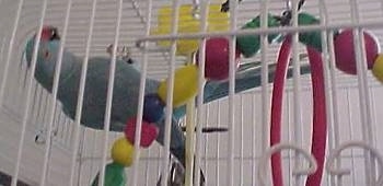 A blue Indian Ringneck is hanging onto and biting the top of a cage. There are bird toys all around it.