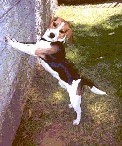 Leo the Beagle jumping up against a concrete wall