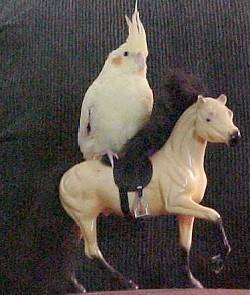 A white with yellow Cockatiel is standing on the back of a toy horse. It is looking to the right.