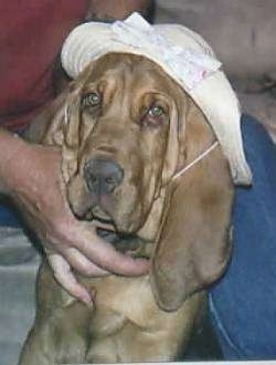 Close Up - Cheyenne the Bloodhound wearing a white hat