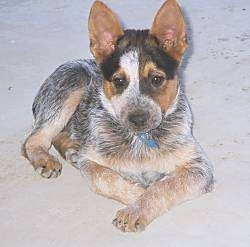 An Australian Cattle Dog puppy is laying down in sand and it is looking forward.