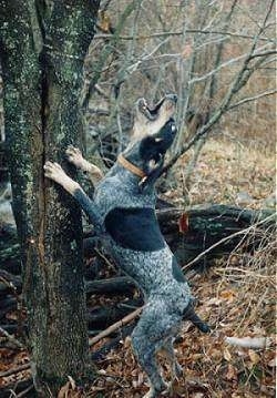 Bluetick Coonhound Hunting