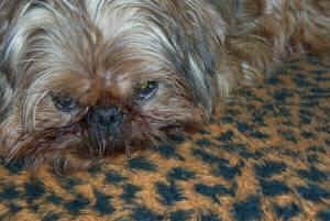 Close Up - A tan Belgian Griffon is laying down on a brown and black leopard print blanket