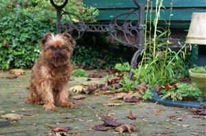 A brown Belgian Griffon is sitting on a brick pathway with fallen leaves all over it next to a green building.