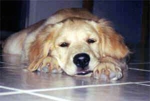 A tan Dog is laying down looking sleepy on a tiled floor