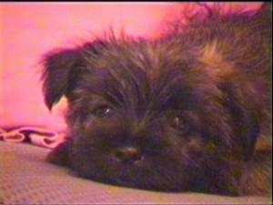 Close Up - Ted the Cairn Terrier as a puppy is laying down on a couch with a red pillow behind him