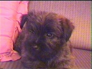 Ted the Cairn Terrier as a puppy is laying on a couch with a red pillow next to him
