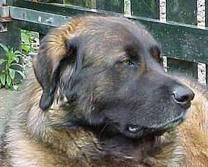 Close Up - Cão da Serra da Estrela is laying in front of a wooden fence and looking to the left