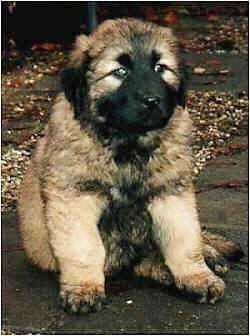 Estrela Mountain Dog Puppy is sitting outside and looking towards the camera holder