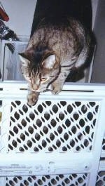 Shadow the Cat is jumping over a baby gate