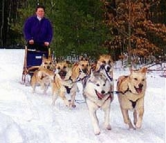 A team of Chinooks and Huskys are pulling a sled across a field of snow. A person in a blue jacket is riding the sled