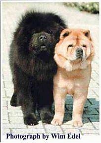 A large black Chow Chow is standing next to a tan Chow Chow on a walkway and they are looking forward. The words - Photography by Wim Edel - are overlayed.
