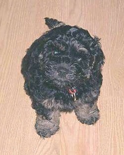 Moses the black with tan Cockapoo puppy is sitting on a hardwood floor