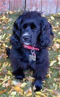 View from the front - A small, long fluffy eared, black with white Cockapoo/Wire-haired Terrier mix breed dog is sitting in grass surrounded by fallen leaves. There is a painted red wooden fence behind it.