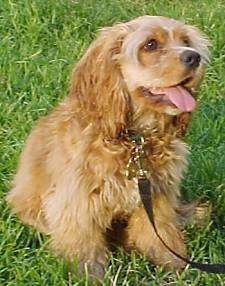 The front right side of a brown American Cocker Spaniel puppy that has its tongue out and it is sitting on grass