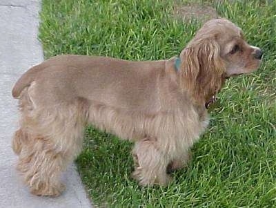 The right side of a brown freshly groomed American Cocker Spaniel puppy that is standing with its front half on grass and its back half on a sidewalk