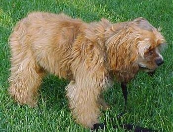 The front right side of a brown American Cocker Spaniel puppy that is standing on grass and it is wearing a leash.