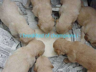 A litter of Golden Retriever puppies are drinking milk out of a bowl. The words '(breakfast of champions) is overlayed in the middle of the image across the dish.