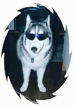 A husky is standing in a room next to a couch and is wearing sunglasses. The image is cropped in an oval that has jagged edges.