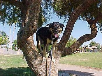 A black with tan dog is standing up in a tree. Its mouth is open and tongue is out